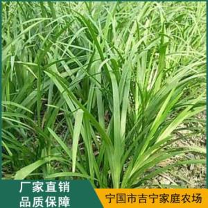 蘭花三七供應