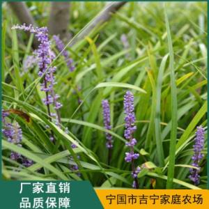 蘭花三七銷售