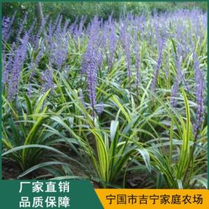 寧國蘭花三七