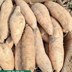 山芋