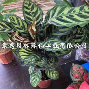 常州景觀設計公司