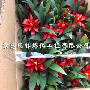 常州綠化養(yǎng)護(hù)服務(wù)