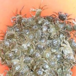 長江水系扣蟹苗廠家