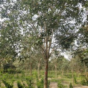 大葉女貞樹苗批發