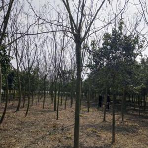 欒樹(shù)樹(shù)苗批發(fā)