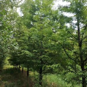 水杉樹苗批發(fā)