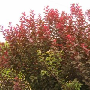 紫葉李批發(fā)