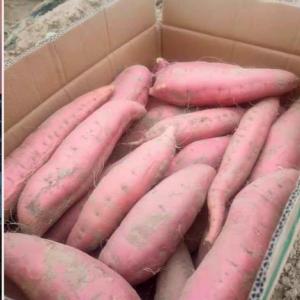 德州蜜薯專業合作社