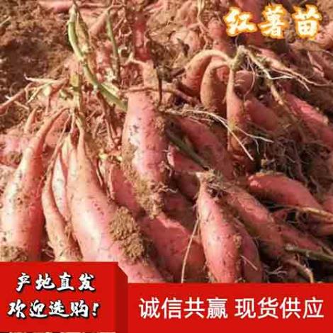 西瓜红红薯苗供货商