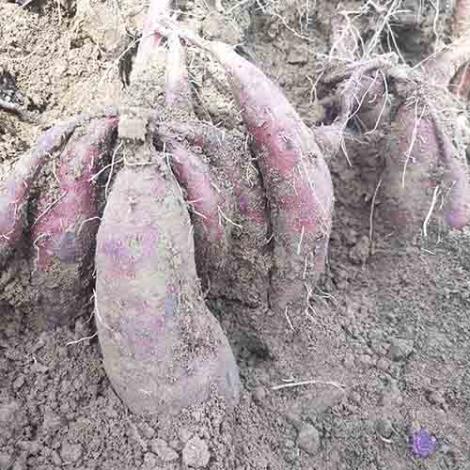 紫薯苗供货商