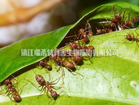 园林蚂蚁防治