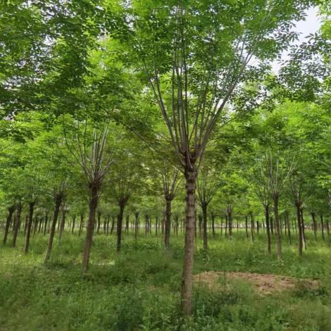 白蜡树公司