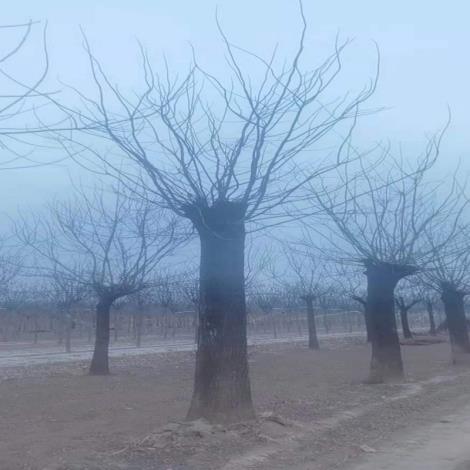 法桐树批发