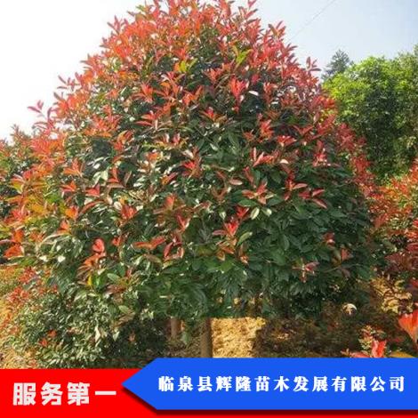红叶石楠树生产