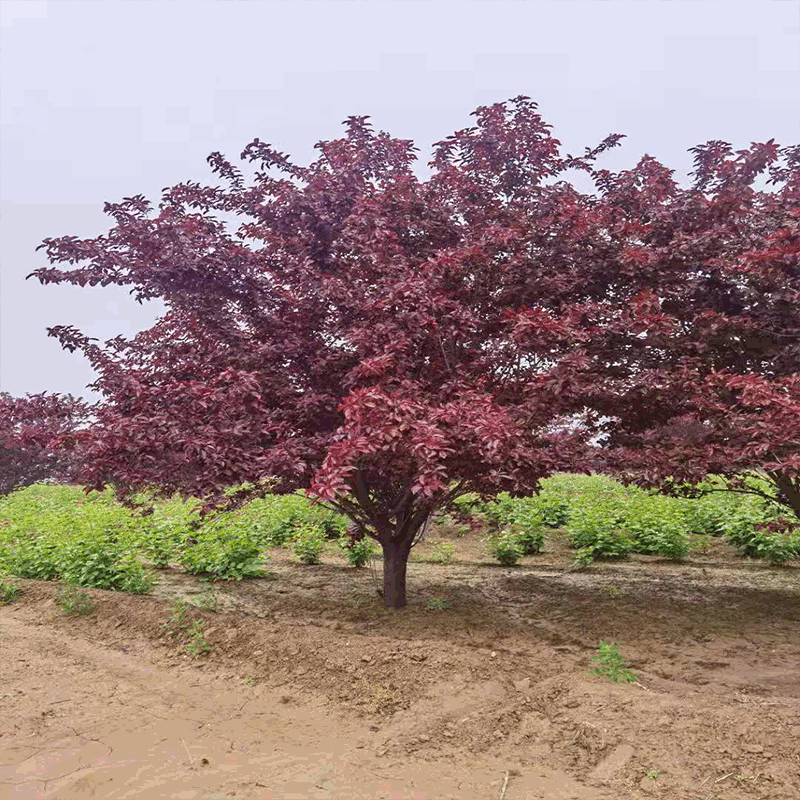 樱花价格