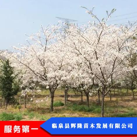 樱花树销售