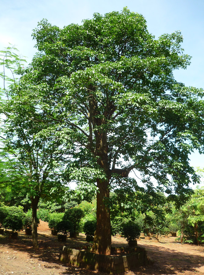 轻木树种图片