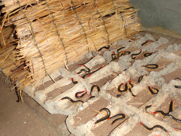 广西蜈蚣养殖图片