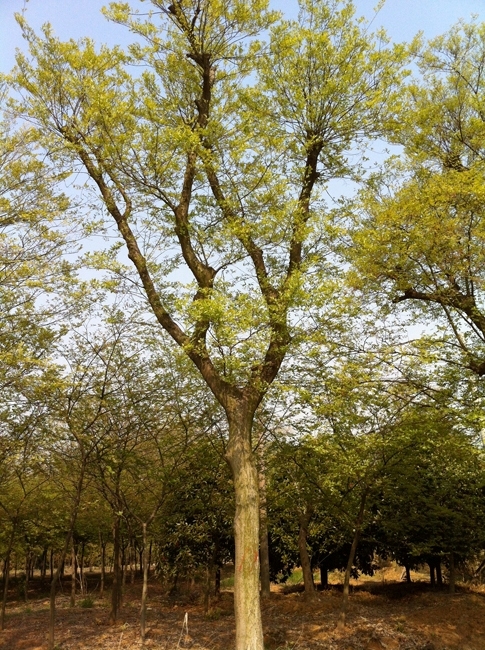 朴树批发 - 宏大苗木调配 - 烽火台云营销