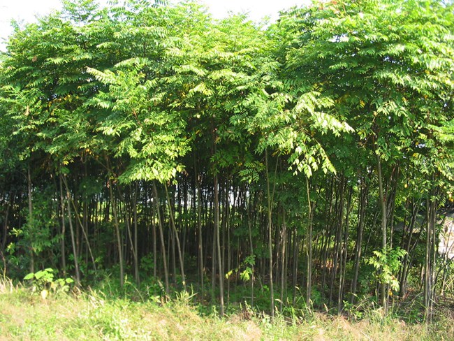 產品 欒樹 金羿苗木是一家集種植,培育,嫁接為一體的大型苗木示範