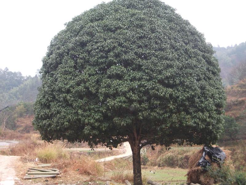 桂花树供应商简介