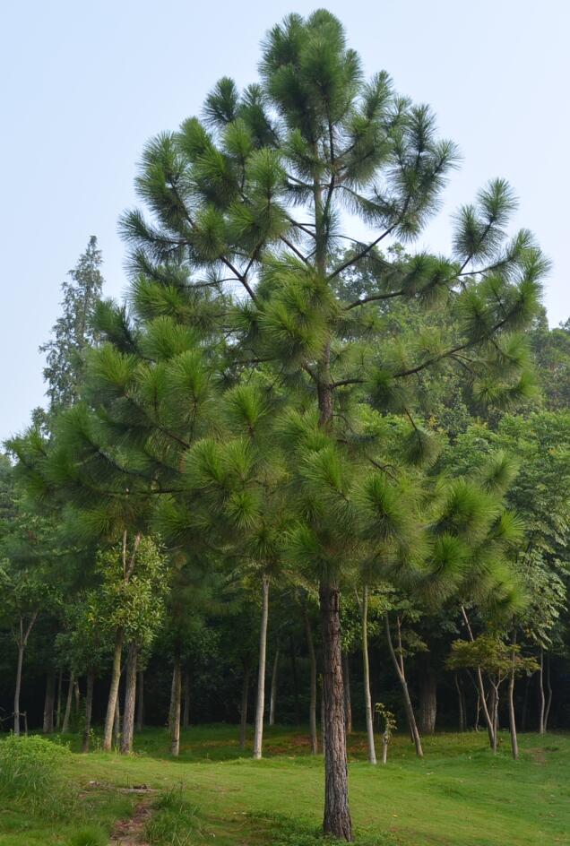 湿地松树形图片