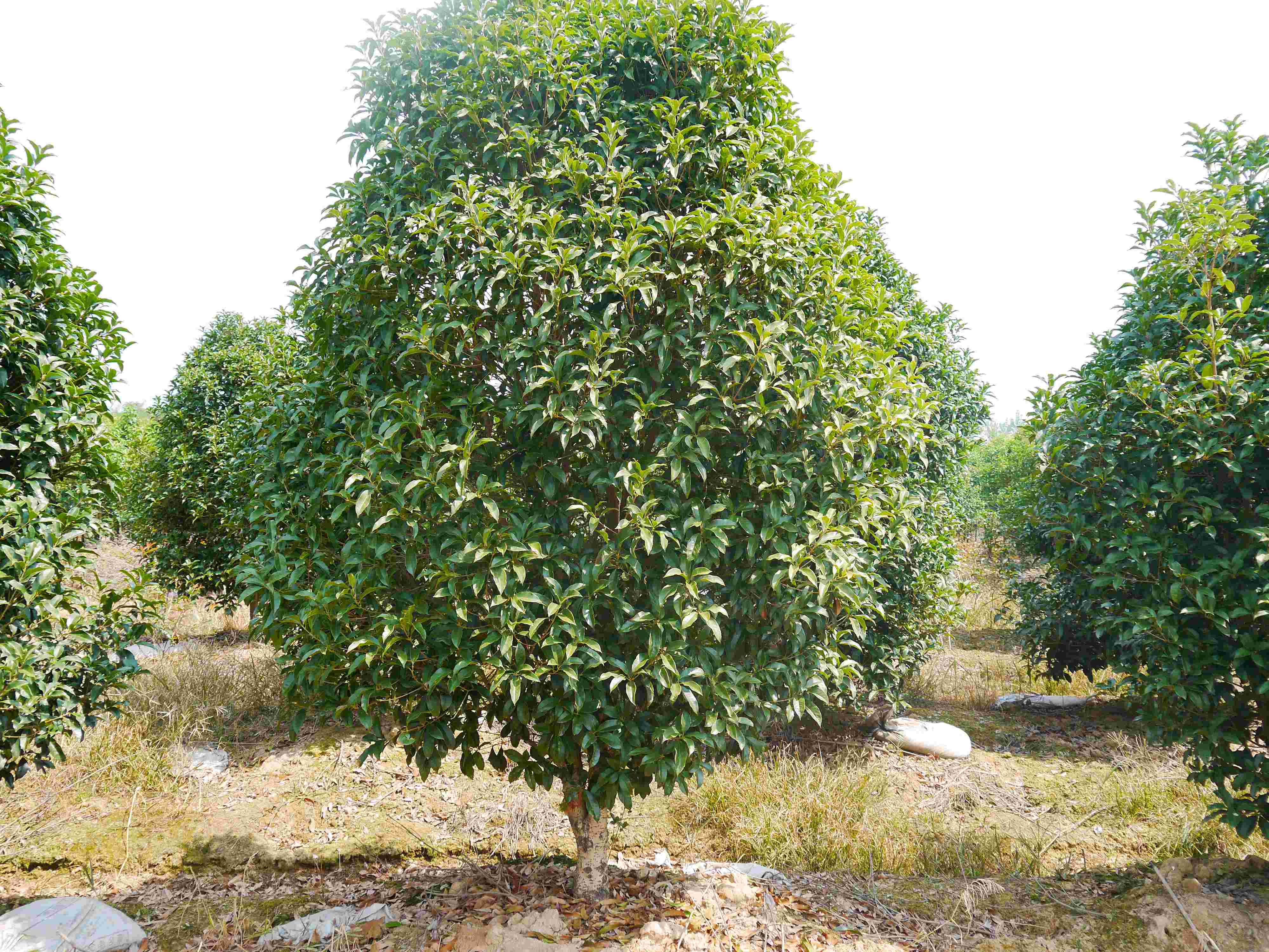 丛生桂花树最新价格(丛生桂花树价格400x350)