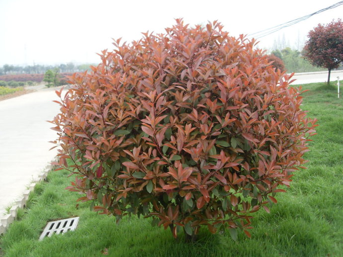 细齿石楠 ,凿木,猪林子,千年红,扇骨木,陕西安康一带称"巴山女儿红"