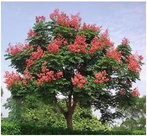 产品 栾树 栾树介绍:        栾树,别名:木栾,栾华等,是无患子科,栾树