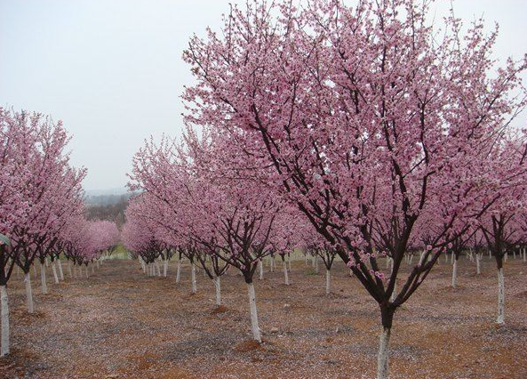 产品 樱花树   樱花树介绍   樱花树属于落叶小乔木