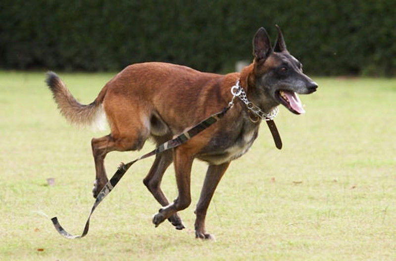 馬犬銷售