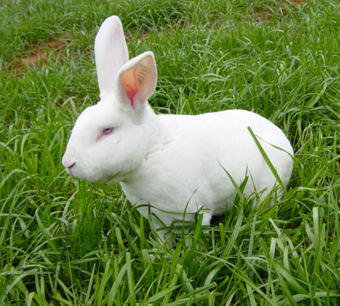 新西兰兔写真图片图片