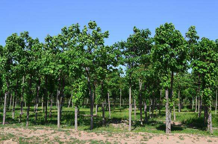 产品中心 楸树         喜光,较耐寒,适生长于年平均气温10