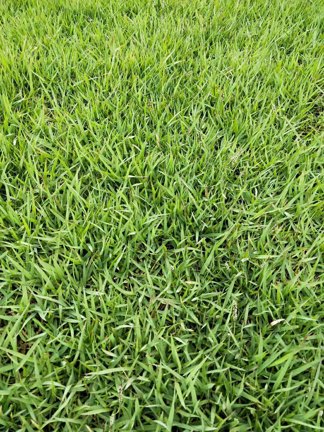 灌溉施肥:结缕草草坪成坪后,需水量极少.