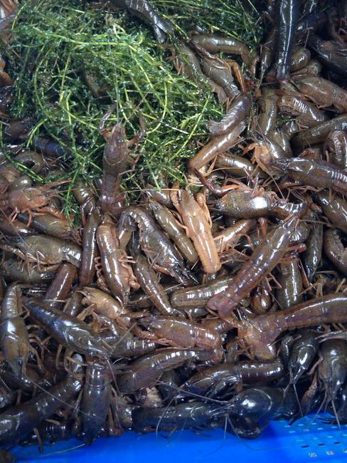 养殖种植 湖北龙虾苗销售  龙虾是节肢动物门软甲纲十足目龙虾科下