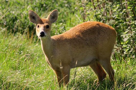 獐子养殖,獐宝生产和加工,出产幼獐,獐宝——句容市苏中獐子养殖有限