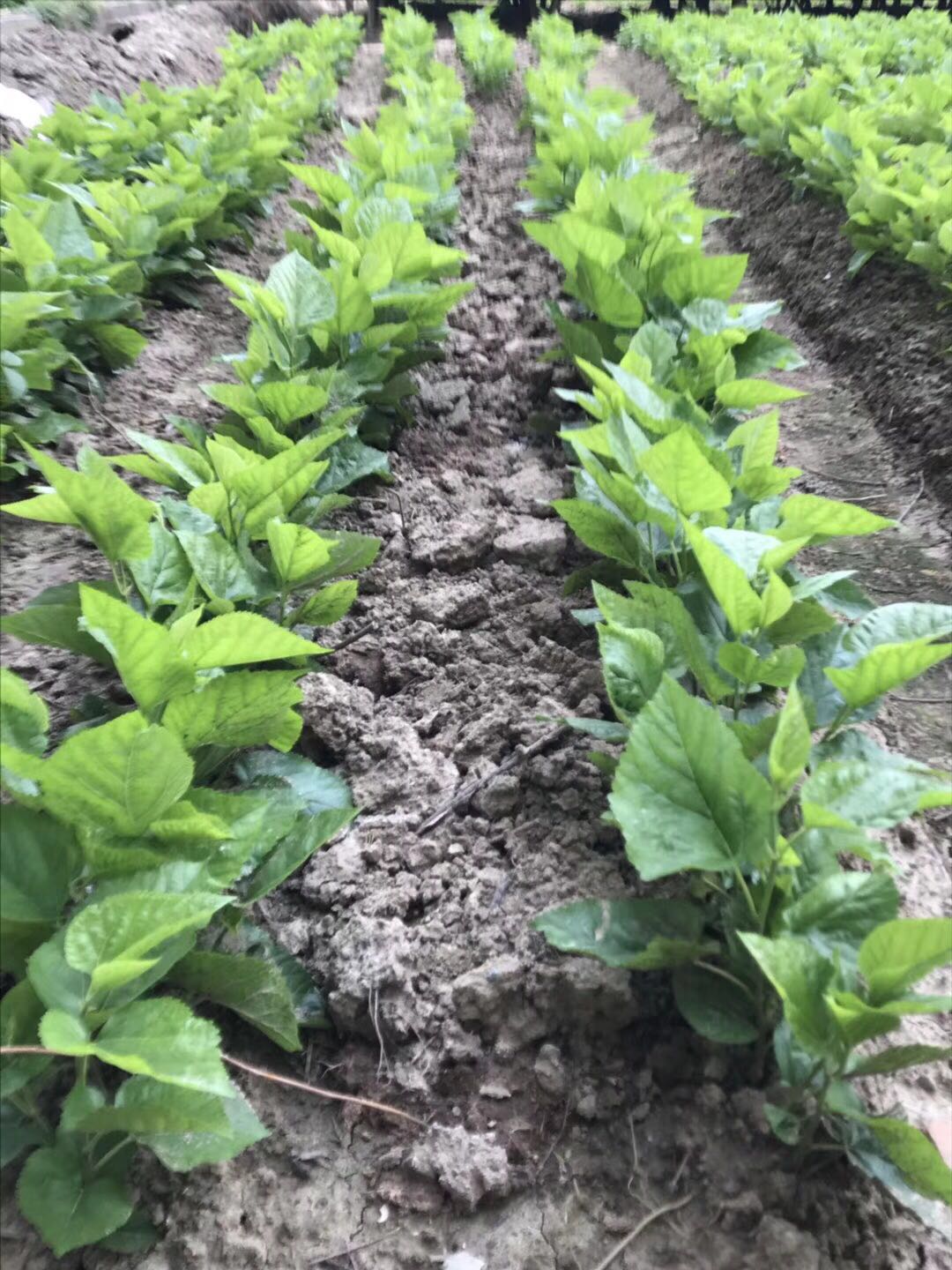 农桑12号供货商