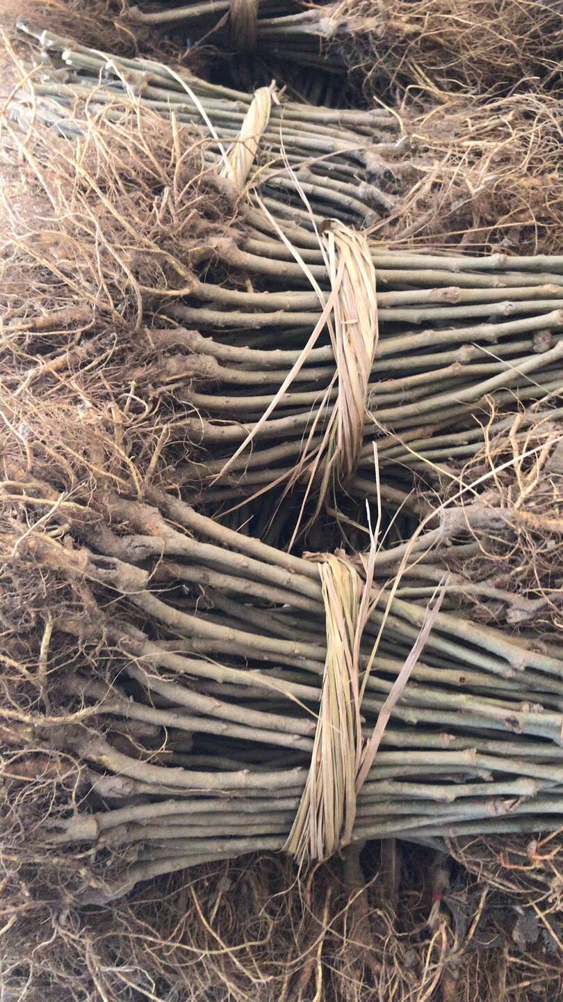 农桑12号供货商