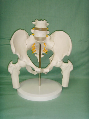 >2節腰椎帶骨盆腿骨模型 2節腰椎帶骨盆腿骨模型 本模型由髖骨