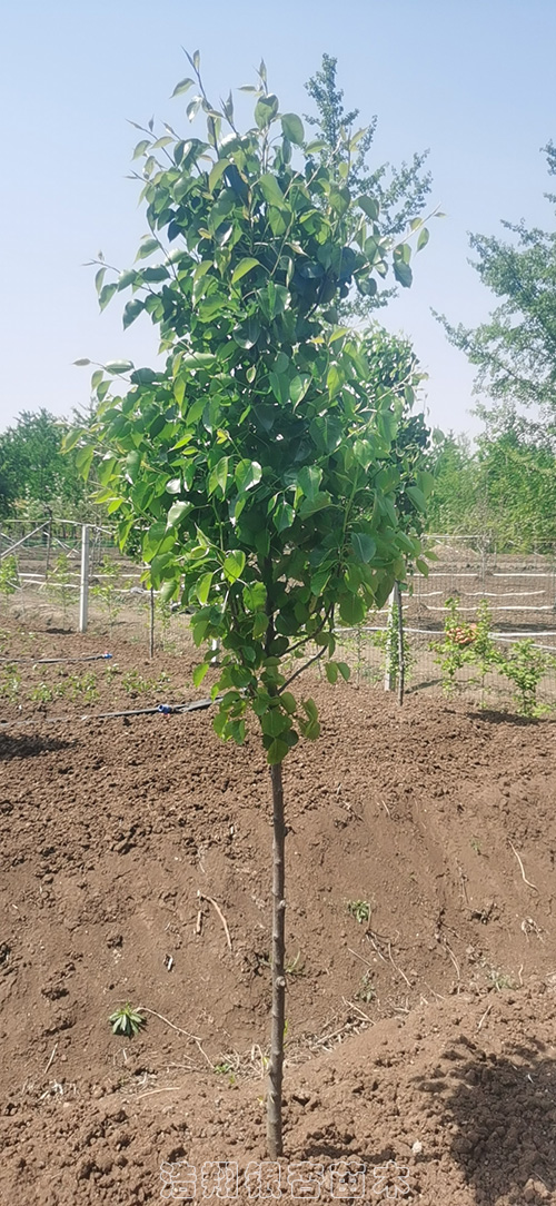 彩葉豆梨價格_圖片_參數-烽火臺