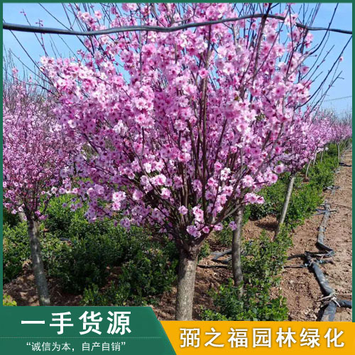 產品中心 >美人梅 花淡粉色,蔥籠,先花後葉.花期春天.