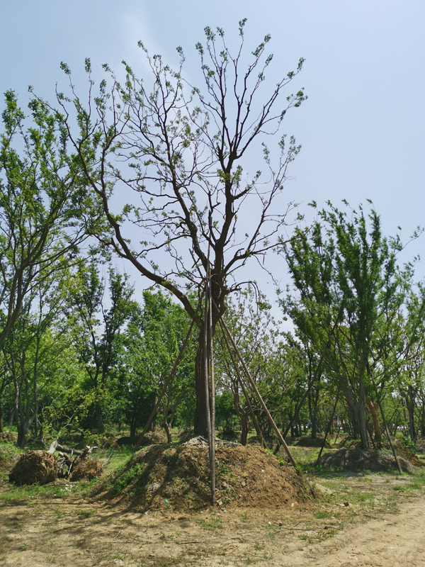 鎮江叢生烏桕廠家,價格_叢生烏桕供應,銷售-句容市程軒園林工程有限