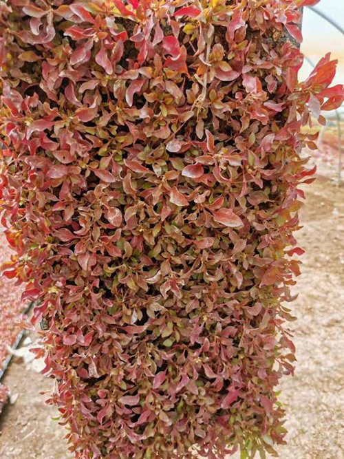 产品中心 >红草     红草(学名:锦绣苋,拉丁学