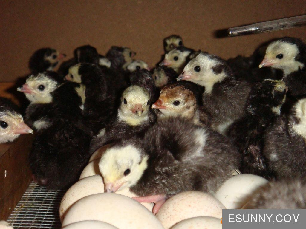 云南火鸡养殖,昆明火鸡苗价格,云南火鸡苗