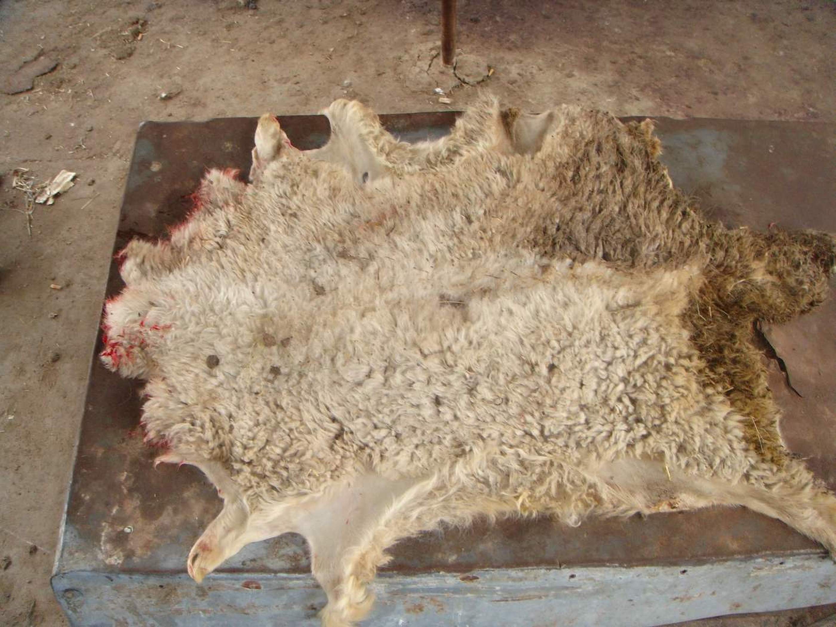 产品中心 现货供应内蒙古绵羊皮 产品中心城市分站