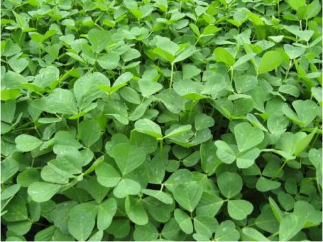 新秧草 镇江蔬菜厂家