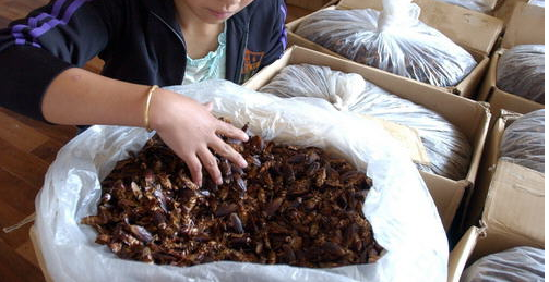 蟑螂养殖 土元养殖 土元