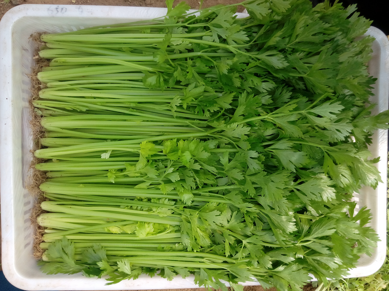 潍坊蔬菜_蔬菜相关产品,服务 安丘市彦学蔬菜购销处