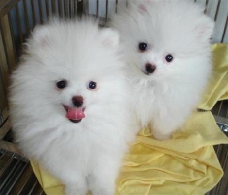 南京宠物博美犬杭州博美 泰迪深圳博美.