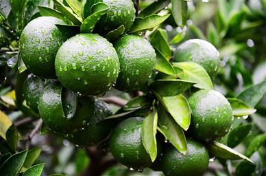 广西青柑橘 5斤装青桔 新鲜橘子青柑橘